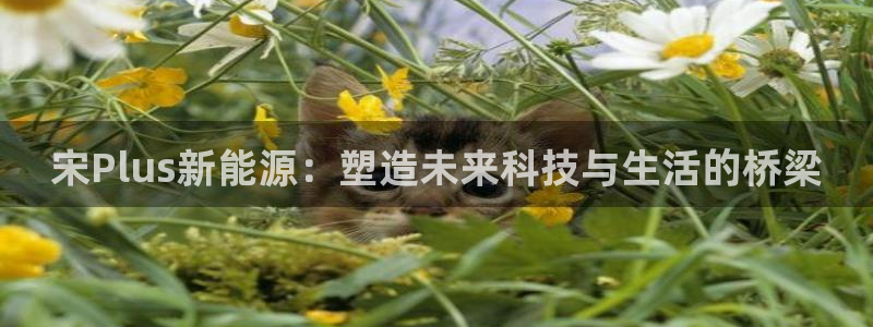 球盟会qm：宋Plus新能源：塑造未来科